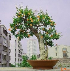 園藝師教你哪種花多久澆一次水 - 南山秀竹 - 南山文化園