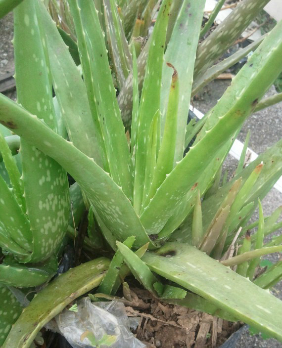 園藝師教你哪種花多久澆一次水 - 南山秀竹 - 南山文化園