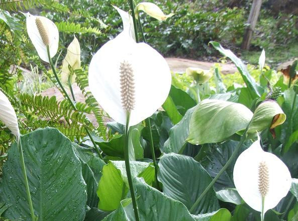 園藝師教你哪種花多久澆一次水 - 南山秀竹 - 南山文化園