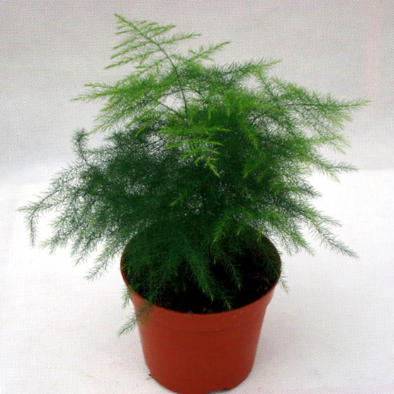 園藝師教你哪種花多久澆一次水 - 南山秀竹 - 南山文化園