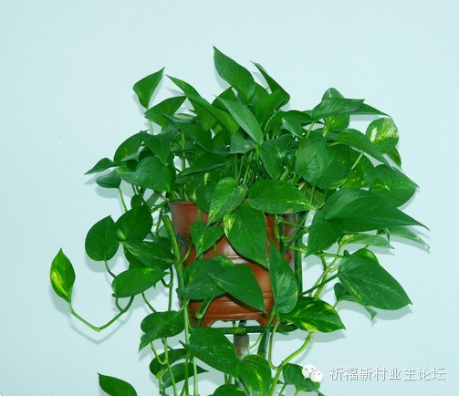 園藝師教你哪種花多久澆一次水 - 南山秀竹 - 南山文化園