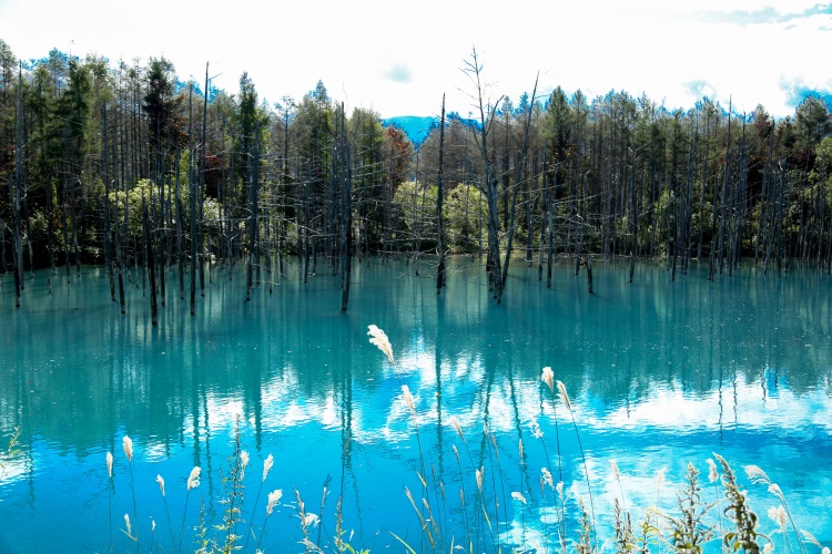 北海道--美瑛清池 - 周太靚湯 - 周太靚湯