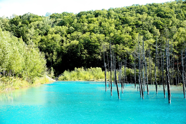 北海道--美瑛清池 - 周太靚湯 - 周太靚湯