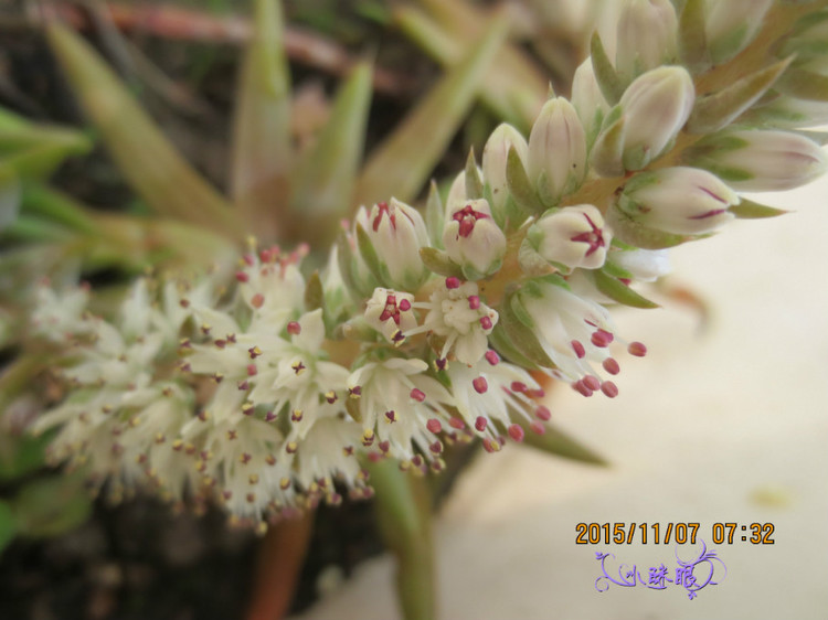 云歌  超漂亮的花   大眾款 - 小瞇眼  - 小瞇眼手工