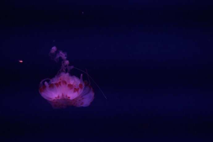 581-7.jpg
