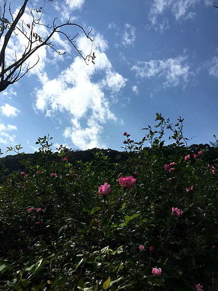 用R網(wǎng)很熱的花樣織一件灰色休閑套頭衫 - Daphne Tsui - 因為愛所以愛