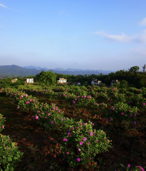 2014年05月26日 - 81226646 - 榴蓮