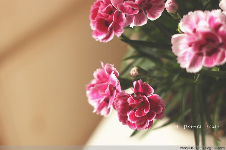 惠藍(lán) - 花滿(mǎn)樓 - 花滿(mǎn)樓