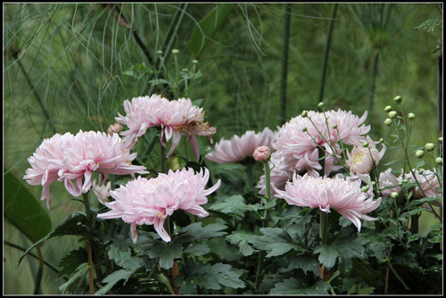花間集：秋，賞菊 - 衣染香 - 若蘭軒