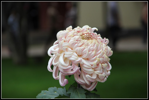 花間集：秋，賞菊 - 衣染香 - 若蘭軒