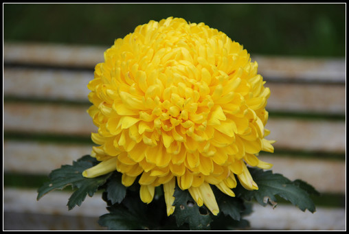 花間集：秋，賞菊 - 衣染香 - 若蘭軒