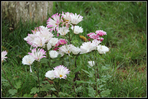 花間集：秋，賞菊 - 衣染香 - 若蘭軒