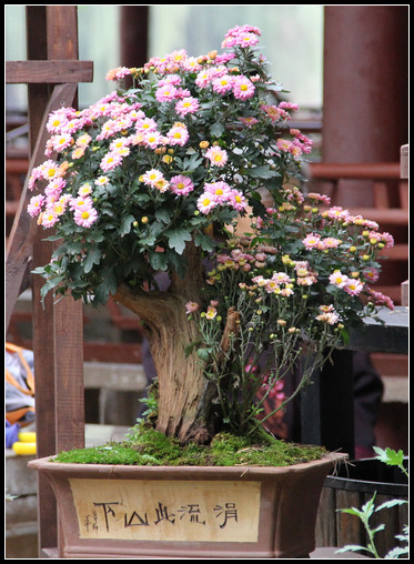 花間集：秋，賞菊 - 衣染香 - 若蘭軒