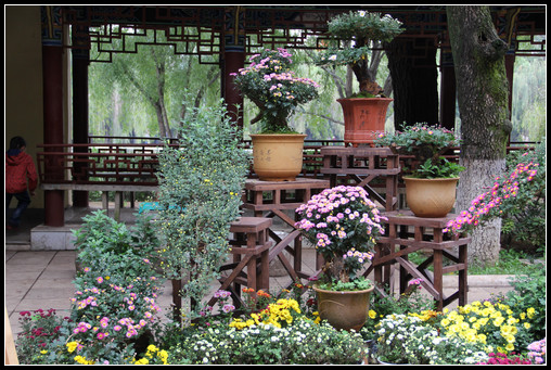 花間集：秋，賞菊 - 衣染香 - 若蘭軒