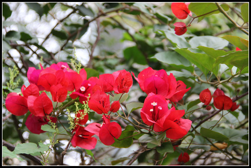 花間集：秋，賞菊 - 衣染香 - 若蘭軒