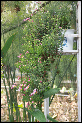 花間集：秋，賞菊 - 衣染香 - 若蘭軒