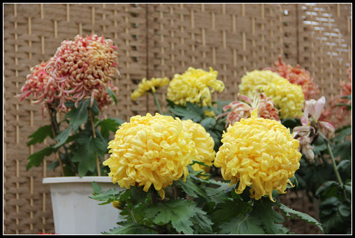 花間集：秋，賞菊 - 衣染香 - 若蘭軒