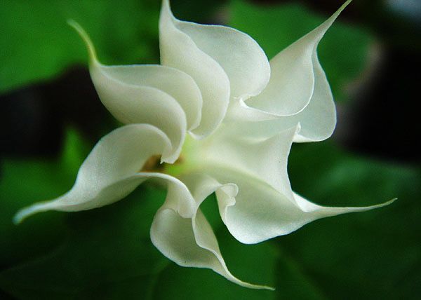 缺角---曼陀羅 - 蘭 - ゞ蘭￡﹌的博客