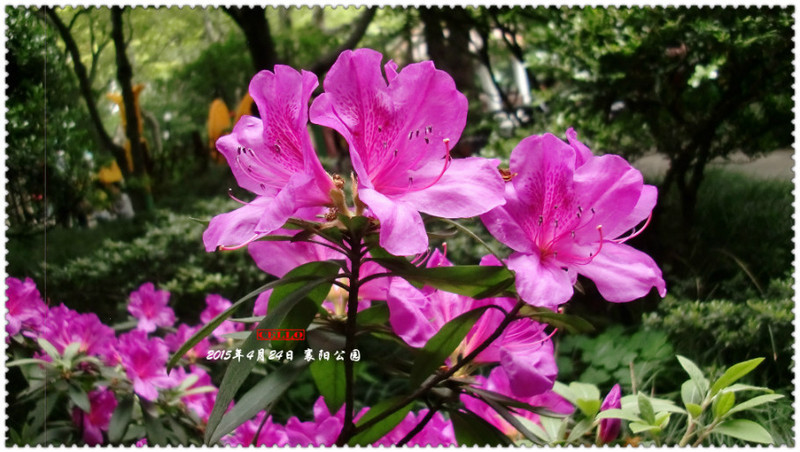 上海襄陽公園 - cello-ma - cello-ma的博客