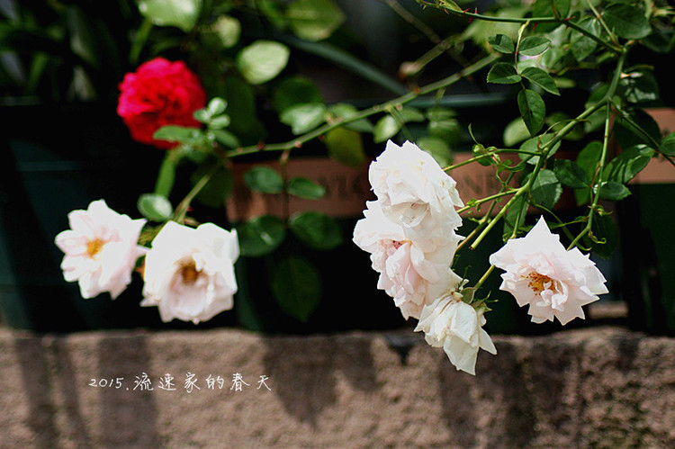 浩浩蕩蕩的花開--花友流速家的春天 - 花滿樓 - 花滿樓
