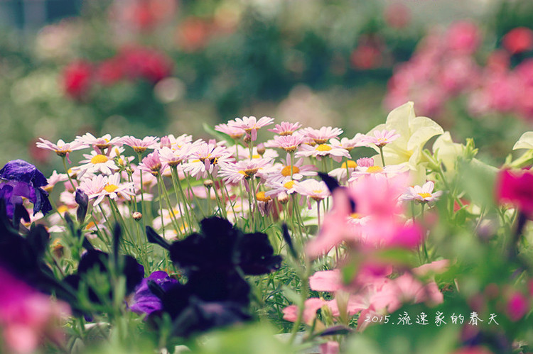 浩浩蕩蕩的花開--花友流速家的春天 - 花滿樓 - 花滿樓