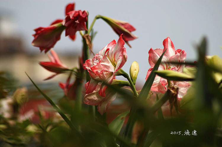 浩浩蕩蕩的花開--花友流速家的春天 - 花滿樓 - 花滿樓