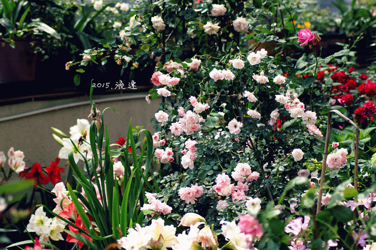 浩浩蕩蕩的花開--花友流速家的春天 - 花滿樓 - 花滿樓