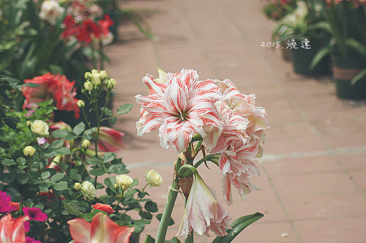 浩浩蕩蕩的花開--花友流速家的春天 - 花滿樓 - 花滿樓