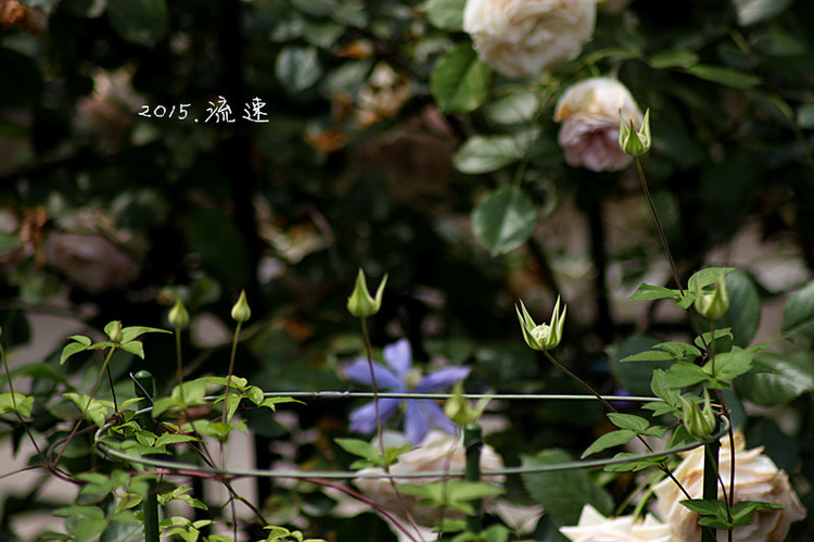 浩浩蕩蕩的花開--花友流速家的春天 - 花滿樓 - 花滿樓