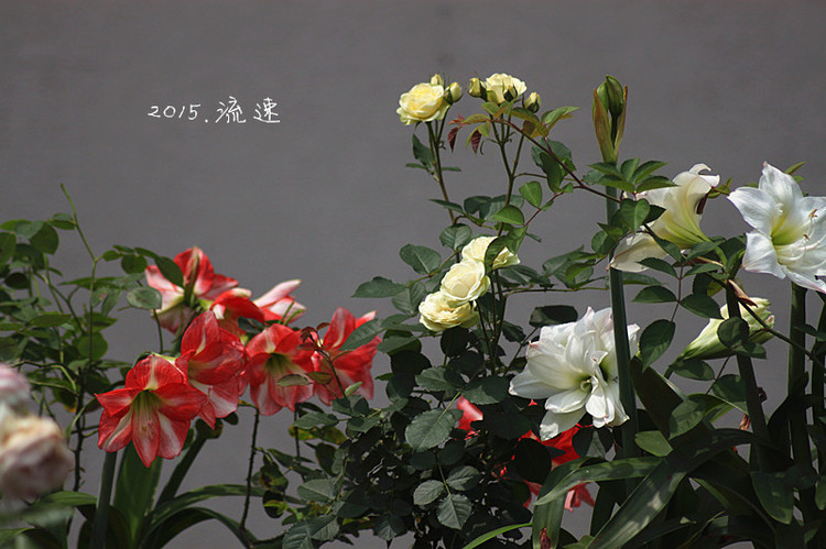 浩浩蕩蕩的花開--花友流速家的春天 - 花滿樓 - 花滿樓