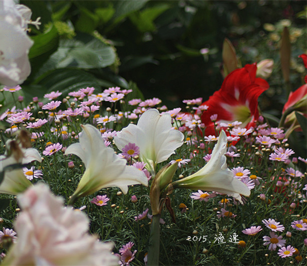 浩浩蕩蕩的花開--花友流速家的春天 - 花滿樓 - 花滿樓