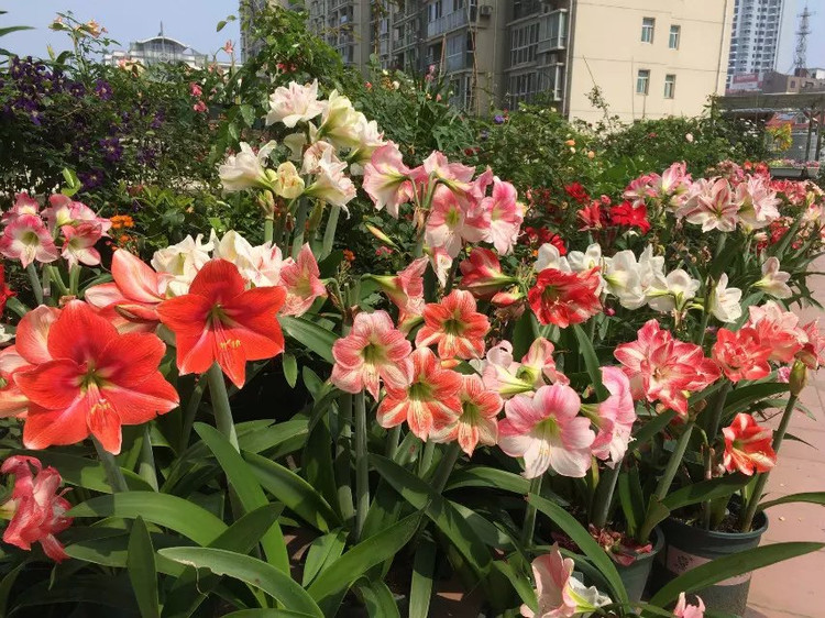 浩浩蕩蕩的花開--花友流速家的春天 - 花滿樓 - 花滿樓