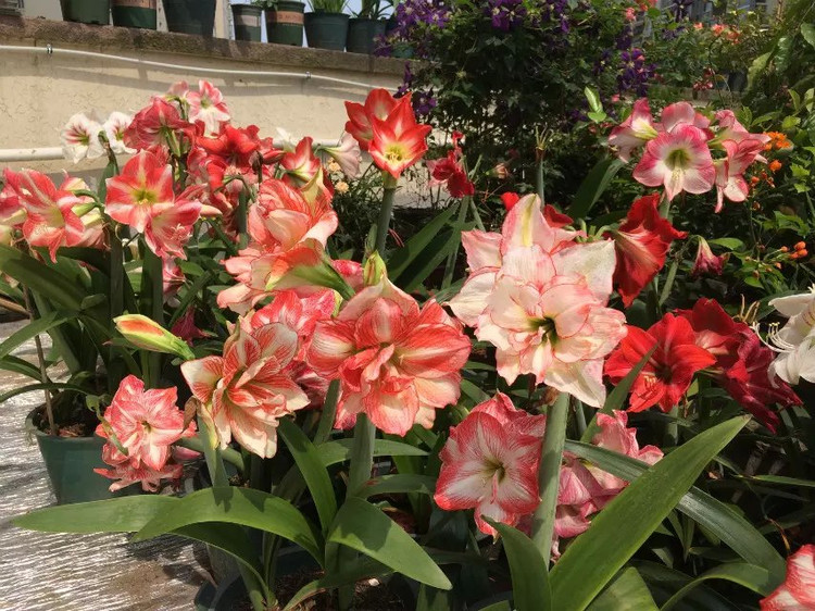 浩浩蕩蕩的花開--花友流速家的春天 - 花滿樓 - 花滿樓