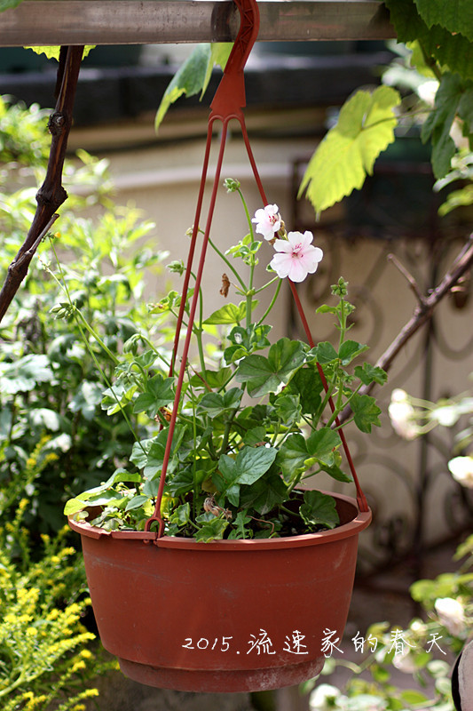 浩浩蕩蕩的花開--花友流速家的春天 - 花滿樓 - 花滿樓