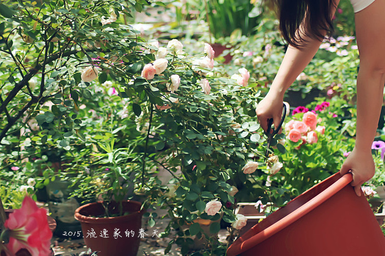 浩浩蕩蕩的花開--花友流速家的春天 - 花滿樓 - 花滿樓