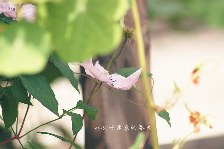 浩浩蕩蕩的花開--花友流速家的春天 - 花滿樓 - 花滿樓