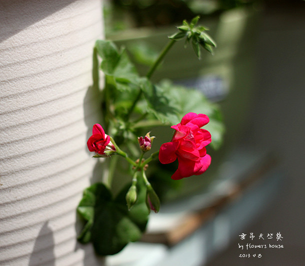 憶春光（二） - 花滿樓 - 花滿樓