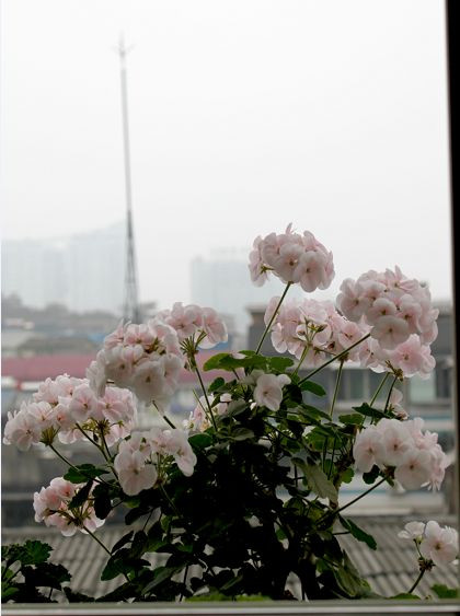 如果有天，花開不謝 - 花滿樓 - 花滿樓