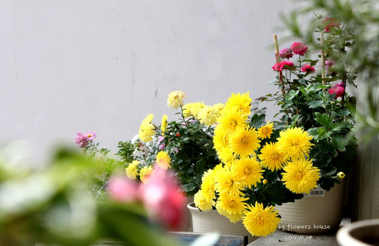 如果有天，花開不謝 - 花滿樓 - 花滿樓
