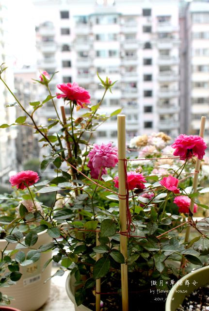 如果有天，花開不謝 - 花滿樓 - 花滿樓