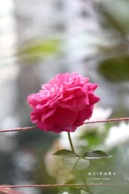 如果有天，花開不謝 - 花滿樓 - 花滿樓