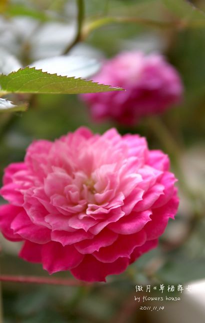 如果有天，花開不謝 - 花滿樓 - 花滿樓