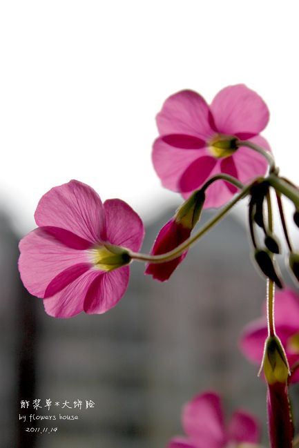 如果有天，花開不謝 - 花滿樓 - 花滿樓