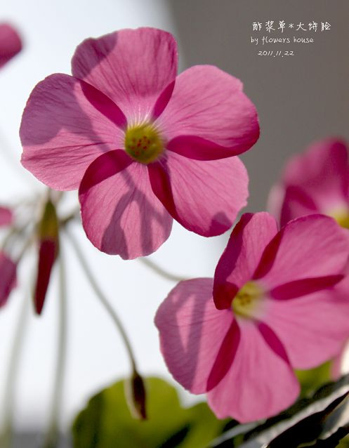 如果有天，花開不謝 - 花滿樓 - 花滿樓