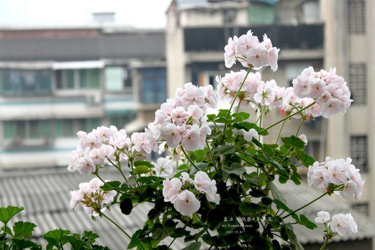 如果有天，花開不謝 - 花滿樓 - 花滿樓