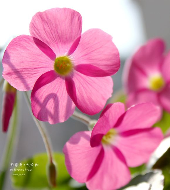 如果有天，花開不謝 - 花滿樓 - 花滿樓