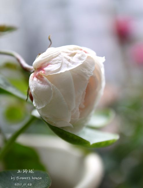 如果有天，花開不謝 - 花滿樓 - 花滿樓
