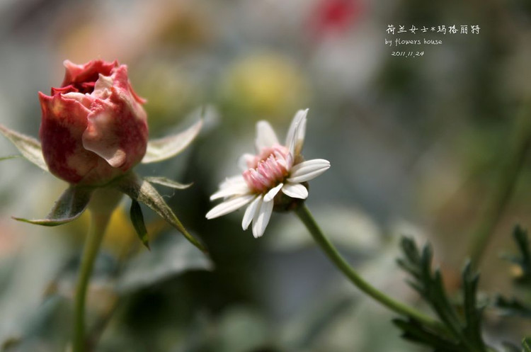 如果有天，花開不謝 - 花滿樓 - 花滿樓