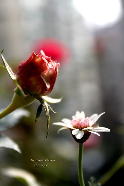 如果有天，花開不謝 - 花滿樓 - 花滿樓