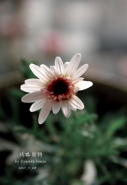 如果有天，花開不謝 - 花滿樓 - 花滿樓